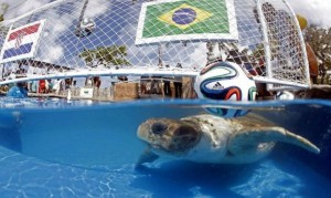 Ya no hay pulpo, ahora será una tortuga la que vaticinará la suerte de los equipos mundialistas.